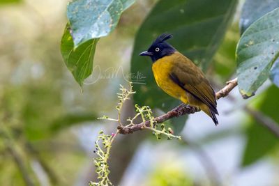 Black-crested Bulbul, Rubigula flaviventris