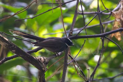White-throated Fantail,Rhipidura albicollis