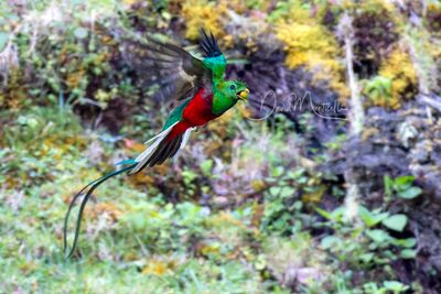 Resplendent Quetzal (Pharomachrus mocinno)