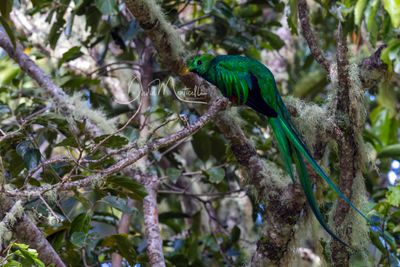 Resplendent Quetzal (Pharomachrus mocinno)