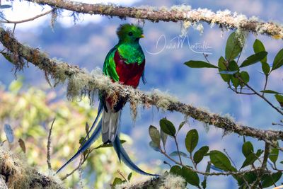 Resplendent Quetzal (Pharomachrus mocinno)