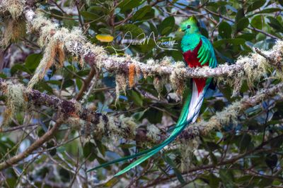 Resplendent Quetzal (Pharomachrus mocinno)