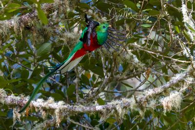 Resplendent Quetzal (Pharomachrus mocinno)