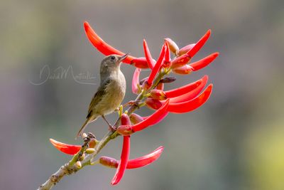 Slaty Flowerpiercer (Diglossa plumbea)