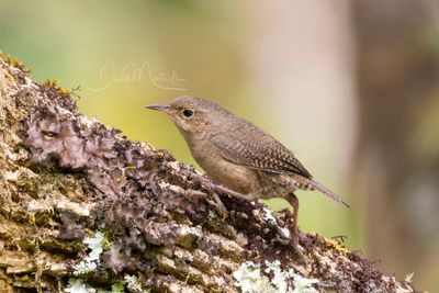 Southern House Wren (Troglodytes musculus)