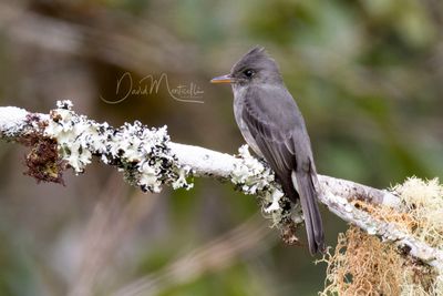 Dark Pewee (Contopus lugubris)