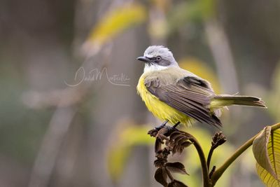 Gray-capped Flycatcher (Myiozetetes granadensis)