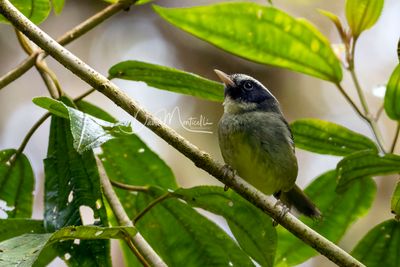 Black-cheeked Warbler (Basileuterus melanogenys)