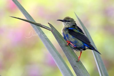 Red-legged Honeycreeper (Cyanerpes cyaneus)