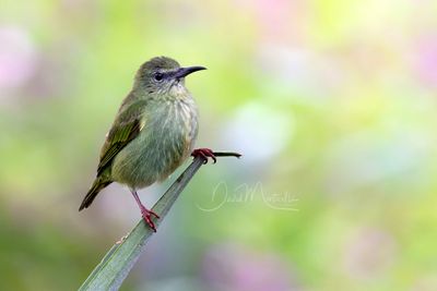 Red-legged Honeycreeper (Cyanerpes cyaneus)