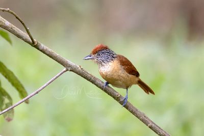 Barred Antshrike (Thamnophilus doliatus)