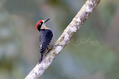Black-cheeked Woodpecker (Melanerpes pucherani)