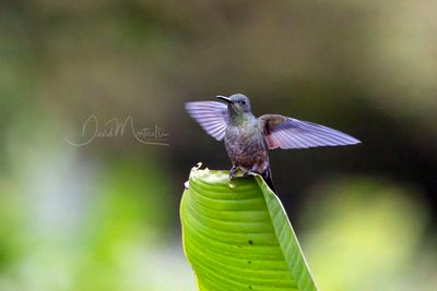 Scaly-breasted Hummingbird (Phaeochroa cuvierii)