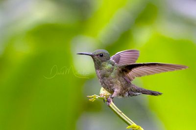 Scaly-breasted Hummingbird (Phaeochroa cuvierii)