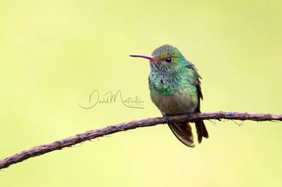 Rufous-tailed Hummingbird (Amazilia tzacatl)