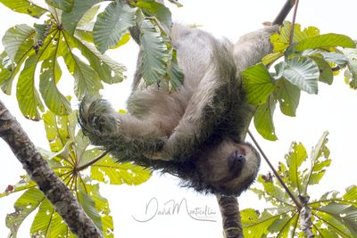 Brown-throated Sloth (Bradypus variegatus)