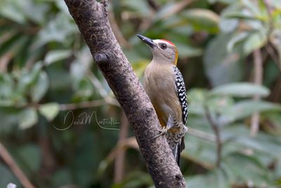 Hoffmann's Woodpecker (Melanerpes hoffmannii)