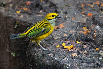 Silver-throated Tanager (Tangara icterocephala)