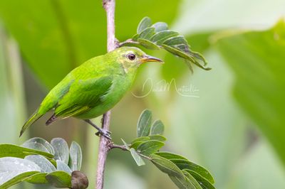 Green Honeycreeper (Chlorophanes spiza)