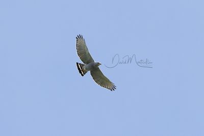 Gray Hawk (Buteo plagiatus)
