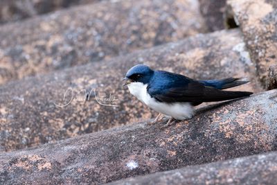 Blue-and-white Swallow (Pygochelidon cyanoleuca)