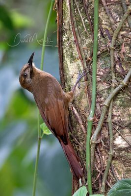 Plain-brown Woodcreeper (Dendrocincla fuliginosa)