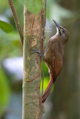 Plain-brown Woodcreeper (Dendrocincla fuliginosa)