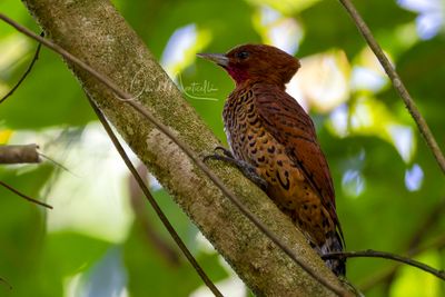 Cinnamon Woodpecker (Celeus loricatus)