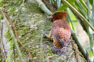 Cinnamon Woodpecker (Celeus loricatus)