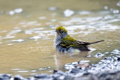 Chestnut-sided Warbler (Setophaga pensylvanica)