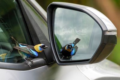 Golden-hooded Tanager (Stilpnia larvata)