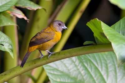 Scarlet-rumped Tanager (Ramphocelus passerini)