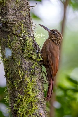 Cocoa Woodcreeper (Xiphorhynchus susurrans)
