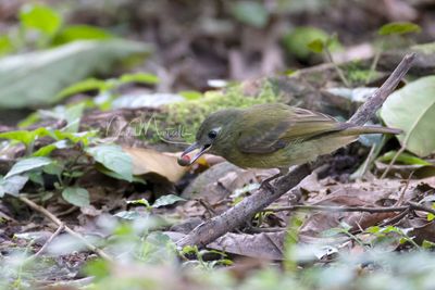 Olive-streaked Flycatcher (Mionectes olivaceus)