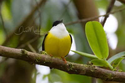 White-collared Manakin (Manacus candei)