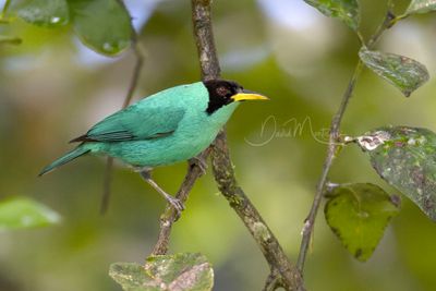 Green Honeycreeper (Chlorophanes spiza)
