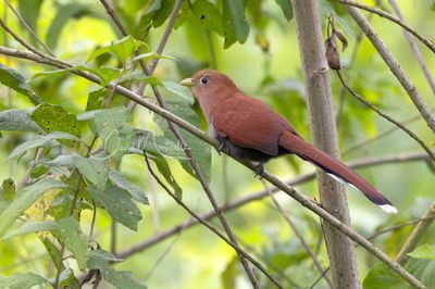 Squirrel Cuckoo (Piaya cayana)
