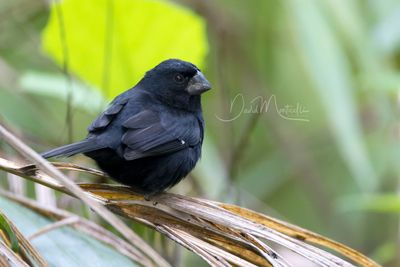 Thick-billed Seed-Finch (Sporophila cinerea)