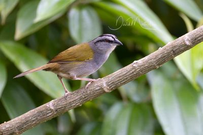 Black-striped Sparrow (Arremonops conirostris)