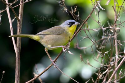 Gray-crowned Yellowthroat (Geothlypis poliocephala)