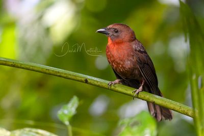 Red-throated Ant-Tanager (Driophlox fuscicauda)