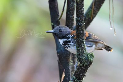 Spotted Antbird (Hylophylax naevioides)