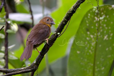 Red-throated Ant-Tanager (Driophlox fuscicauda)