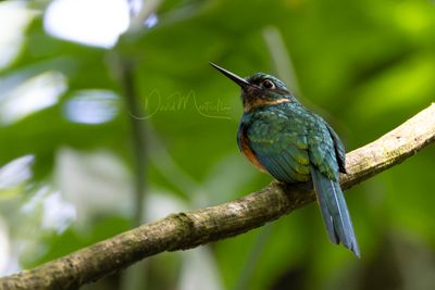 Rufous-tailed Jacamar (Galbula ruficauda)