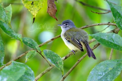 Yellow-olive Flatbill (Tolmomyias sulphurescens)