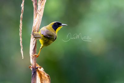 Olive-crowned Yellowthroat (Geothlypis semiflava)