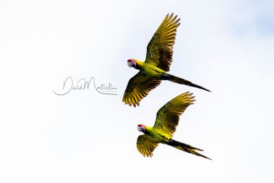 Great Green Macaws (Ara ambiguus)