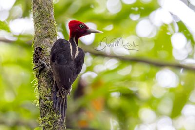Pale-billed Woodpecker (Campephilus guatemalensis)