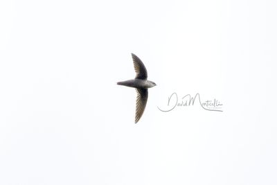 Gray-rumped Swift (Chaetura cinereiventris)