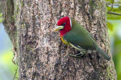 Red-headed Barbet (Eubucco bourcierii)